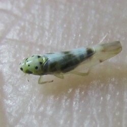 Linnavuoriana sexmaculata